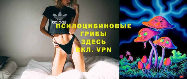 стаф Аркадак
